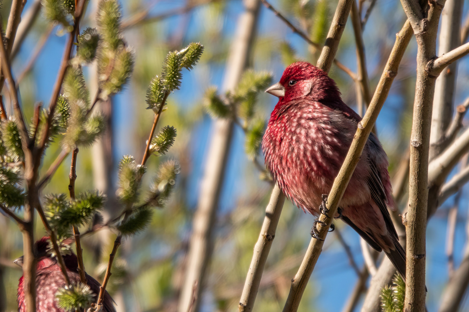 image Great Rosefinch